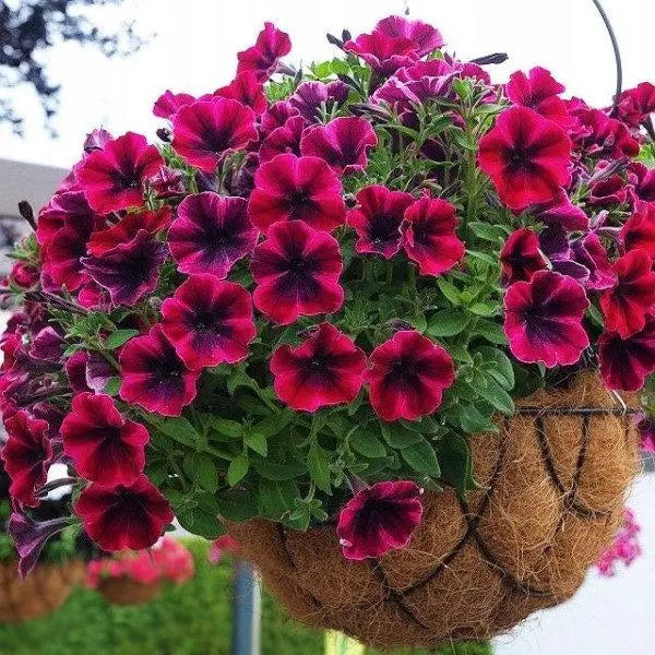 Garden Petunia - Purple 25 seeds - Vesta Market