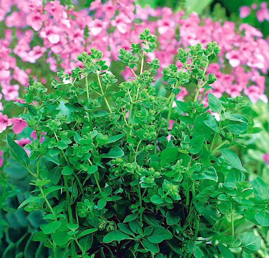 Greek Oregano 200 seeds - Vesta Market