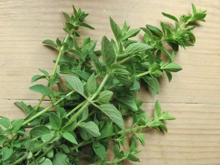 Greek Oregano 200 seeds - Vesta Market