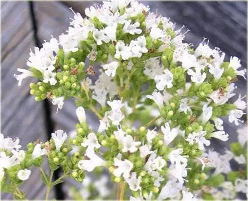 Greek Oregano 200 seeds - Vesta Market