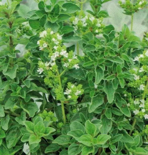 Greek Oregano 200 seeds - Vesta Market