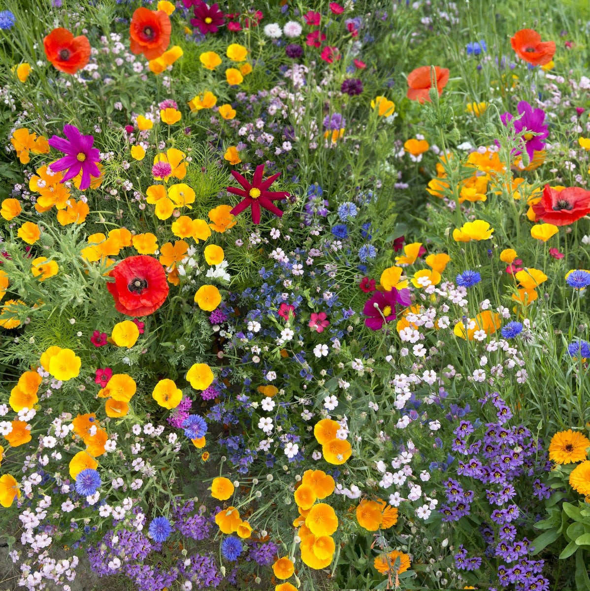 Mosquito Repelling Flower Mix 200 seeds - Vesta Market