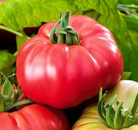 Ożarowski Raspberry Tomato 100 seeds - Vesta Market