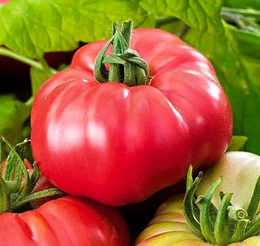 Oลผarowski Raspberry Tomato 100 seeds - Vesta Market