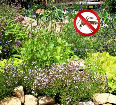 Mosquito Repelling Flower Mix 200 seeds - Vesta Market