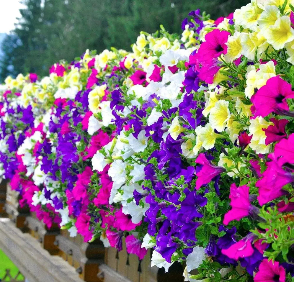 Petunia - A balcony mix - Vesta Market