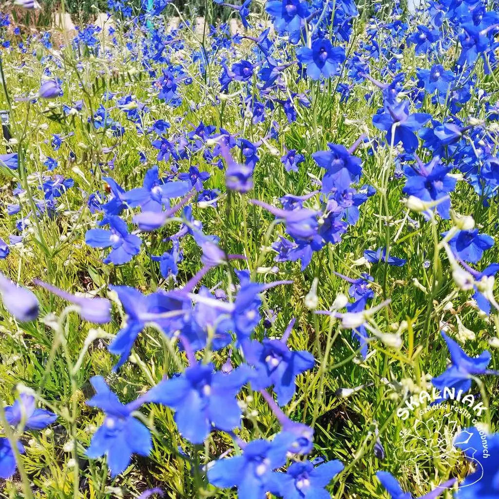 Siberian Larkspur 300 seeds Vesta Market