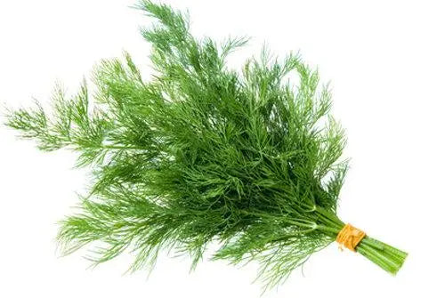 Szmaragd Dill 1000 seeds Vesta Market
