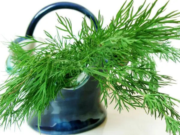 Szmaragd Dill 1000 seeds Vesta Market
