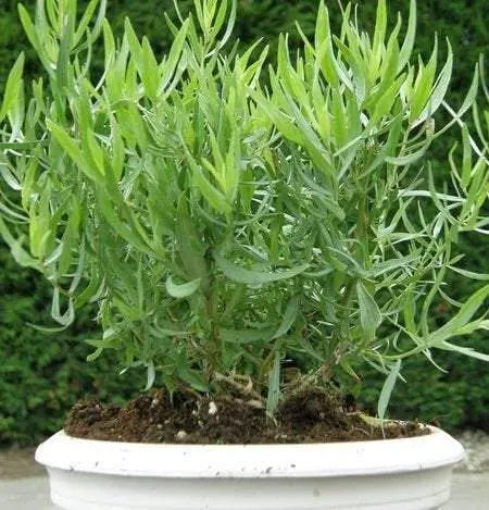 Tarragon Herb Seeds Vesta Market