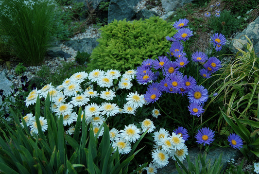 Aster Alpinus 100 Seeds - Vesta Market