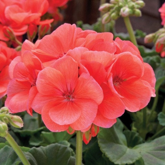 Geranium Unique Salmon Colour 10 seeds - Vesta Market