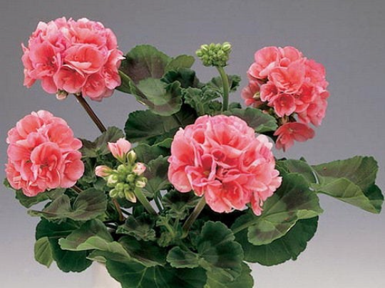 Geranium Unique Salmon Colour 10 seeds - Vesta Market