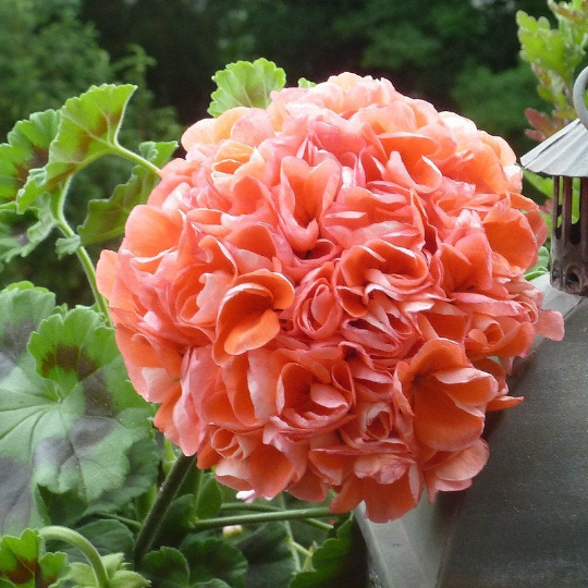 Geranium Unique Salmon Colour 10 seeds - Vesta Market