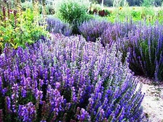 Medical Hyssop 100 seeds, non GMO - Vesta Market