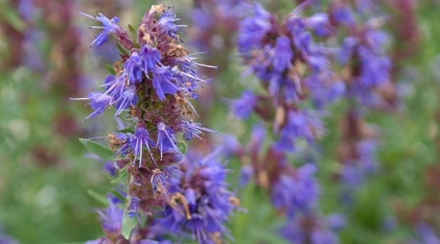 Medical Hyssop 100 seeds, non GMO - Vesta Market