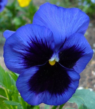 Pansy Blue Blotched 100 seeds, non GMO - Vesta Market