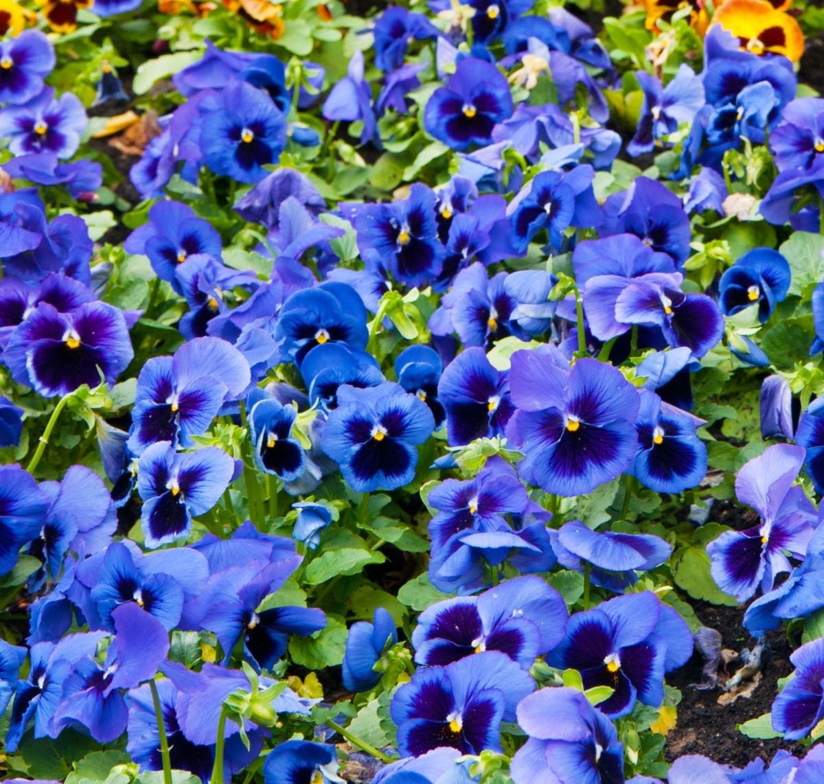 Pansy Blue Blotched 100 seeds, non GMO - Vesta Market
