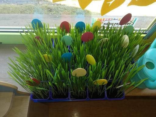 Avena Sativa The Oat Grains 30 grams of seeds ( 5000 seeds ), non GMO - Vesta Market