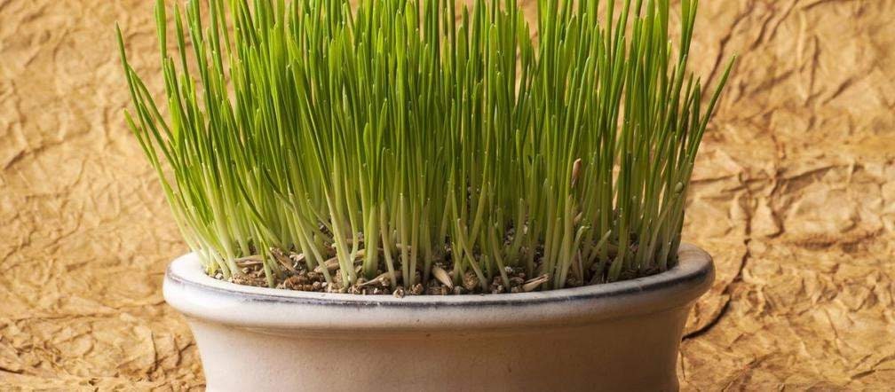 Avena Sativa The Oat Grains 30 grams of seeds ( 5000 seeds ), non GMO - Vesta Market