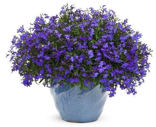 Cape Blue Lobelia - Reedis 200 seeds, non GMO Vesta Market