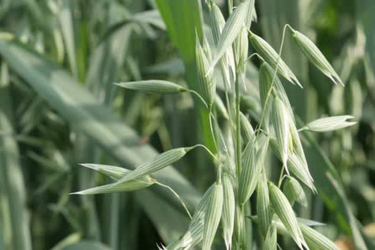 Avena Sativa The Oat Grains 30 grams of seeds ( 5000 seeds ), non GMO - Vesta Market