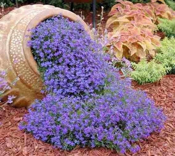 Cape Blue Lobelia - Reedis 200 seeds, non GMO Vesta Market