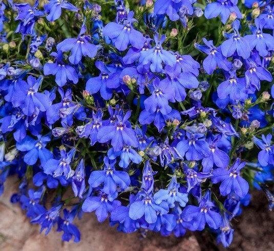 Cape Blue Lobelia - Reedis 200 seeds, non GMO Vesta Market