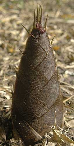 Giant Bamboo Moso 3 seeds - Vesta Market