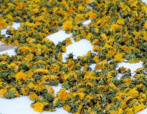 3.52 oz Dandelion Flower BIO Organic 100g / 3.52 oz - Vesta Market