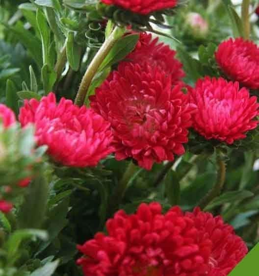 Aster Tall Plume Flame 100 Seeds, non GMO, fresh, easy to grow - Vesta Market