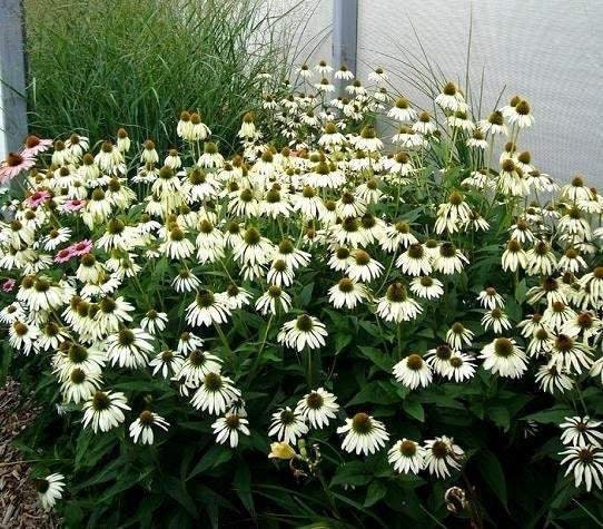 White Swan Coneflower 100 seeds, non GMO, fresh, easy to grow Vesta Market
