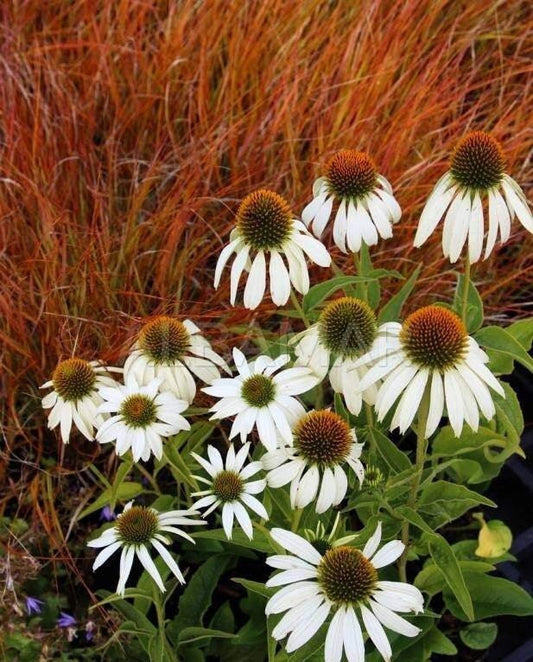 White Swan Coneflower 100 seeds, non GMO, fresh, easy to grow Vesta Market
