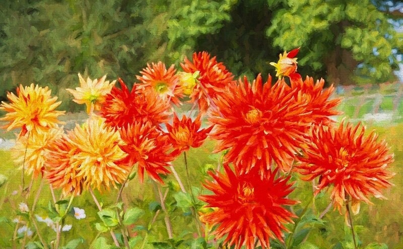 Dahlia Cactus Flower Mixed Colors 30 seeds, non GMO, fresh, easy to grow - Vesta Market