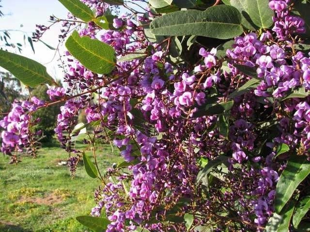 Wild Wisteria Hardenbergia violacea 'Rosea'  Pink Coral Pea 5 seeds, non GMO, fresh, easy to grow Vesta Market