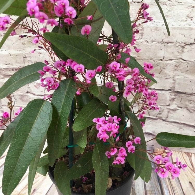 Wild Wisteria Hardenbergia violacea 'Rosea'  Pink Coral Pea 5 seeds, non GMO, fresh, easy to grow Vesta Market