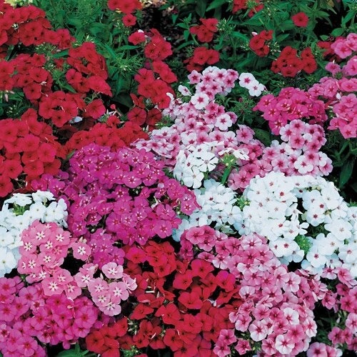 Phlox Drummonda Flower Mixed Colors 100 Seeds, fresh, easy to grow - Vesta Market
