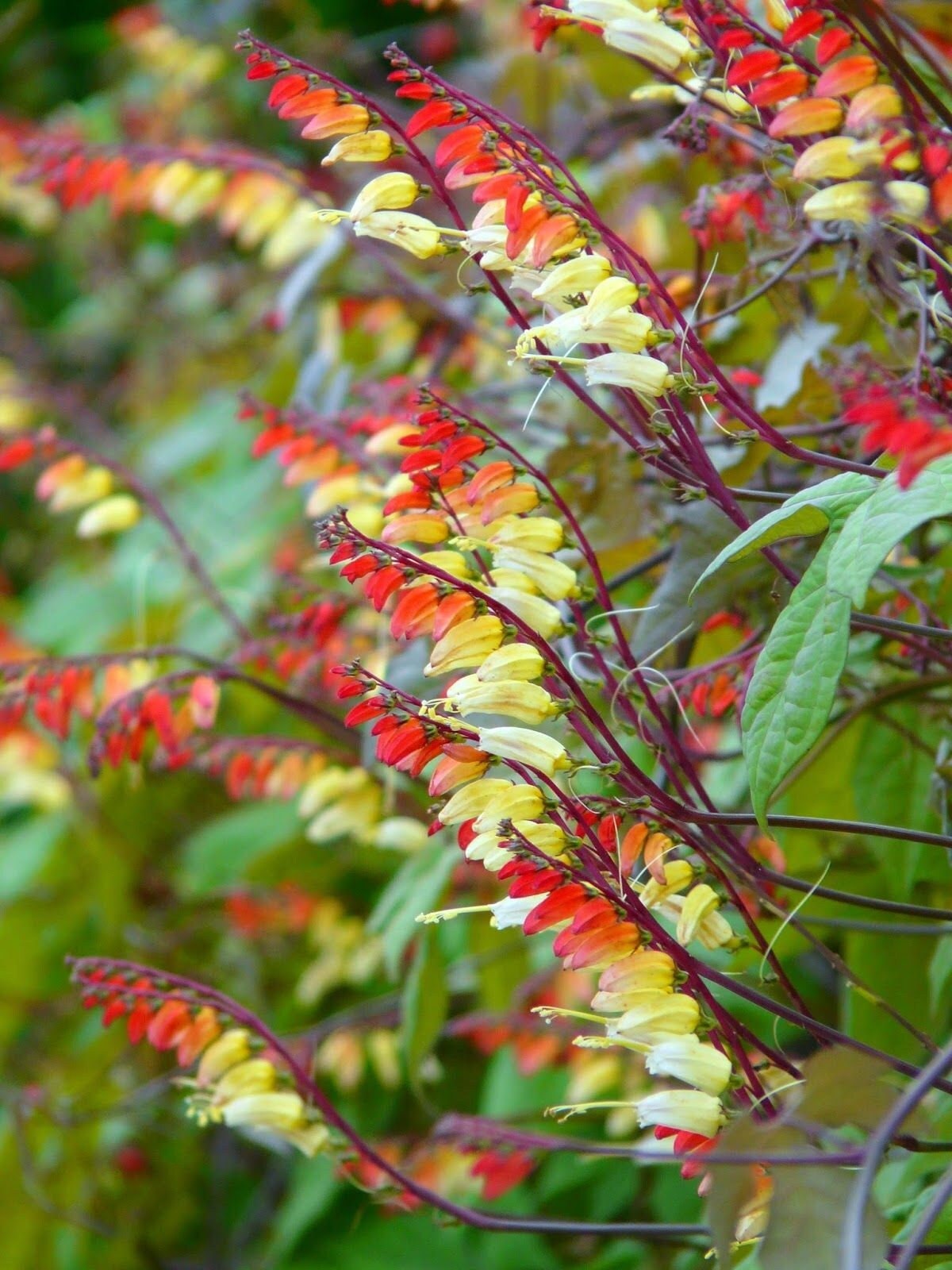 Firecracker Vine 20 seeds, fresh, easy to grow - Vesta Market