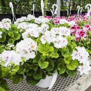 White Geranium Pelargonium 10 Seeds, fresh, easy to grow Vesta Market