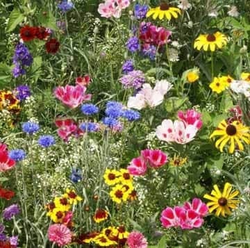 Flower Butterfly Attracting Mix, non GMO, fresh, easy to grow - Vesta Market