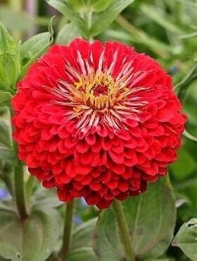 Zinnia Flower Red 50 Seeds, non GMO, fresh, easy to grow Vesta Market