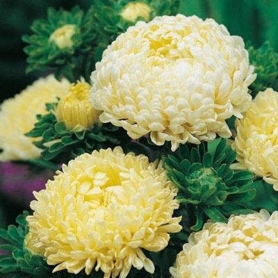 Aster Tall Paeony Yellow 200 seeds, fresh, easy to grow - Vesta Market