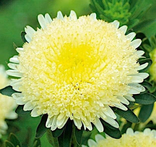 Aster Tall Princess Aleksandra 100 seeds, fresh, easy to grow - Vesta Market
