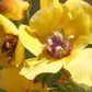 Dried Mullein Flower 25g 0.88 oz - Vesta Market