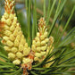 Pine Buds Dried 50g 1.76 oz - Vesta Market