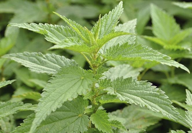 Nettle Dried Leaves Tea BIO Organic 100g 3.52 oz - Vesta Market