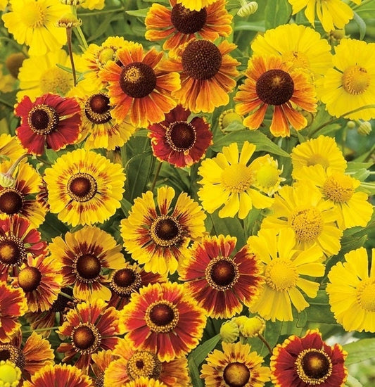 Sneezeweed Mixed colors 50 seeds, non GMO, fresh, easy to grow Vesta Market