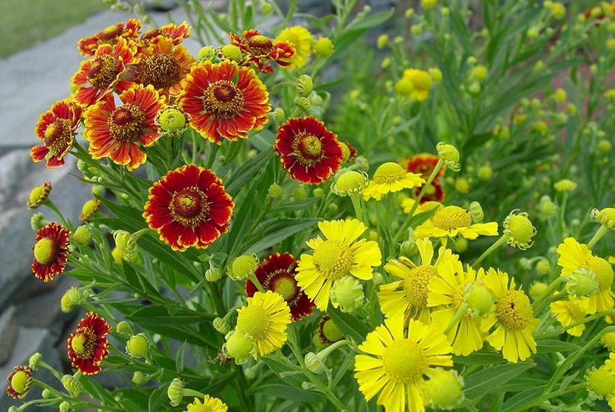 Sneezeweed Mixed colors 50 seeds, non GMO, fresh, easy to grow Vesta Market