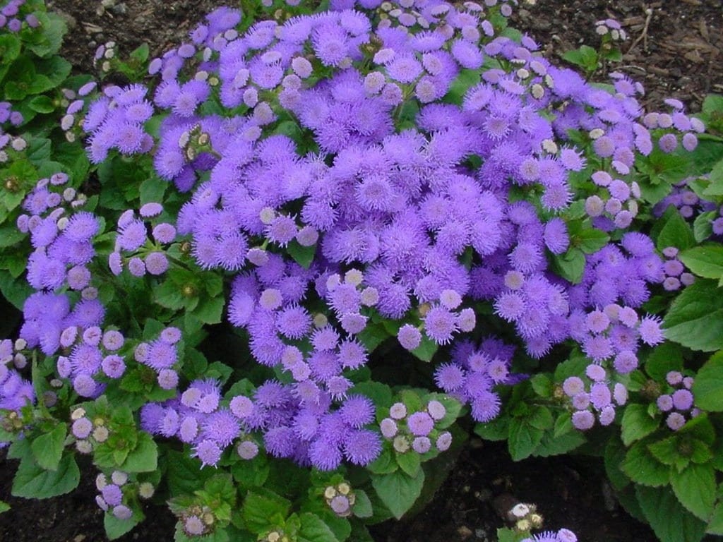 Flossflower Blue 800 seeds, non GMO, fresh, easy to grow - Vesta Market