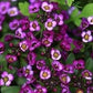 Sweet Alyssum Purple Lobularia maritima 400 Seeds, non GMO, fresh, easy to grow Vesta Market